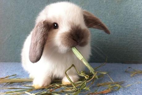 Conejos Holland Lop: Todo Lo Que Debes Saber Sobre Esta Raza conejos-holland-lop-1