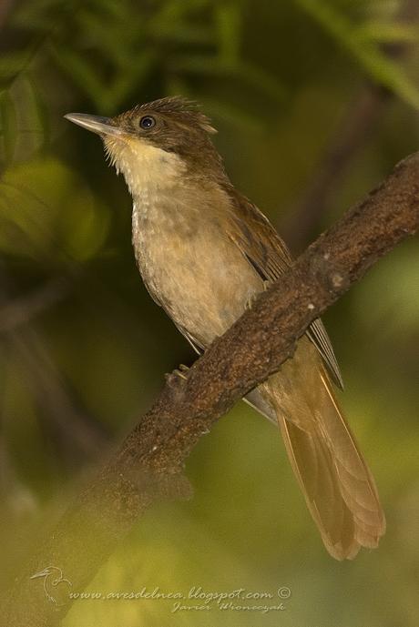 Ticotico ojo blanco (White-eyed Foliage-Gleaner) Automolus leucophthalmus