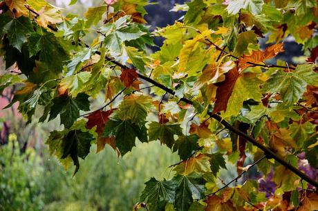 Hojas amarillas, rojas y naranjas en otoño