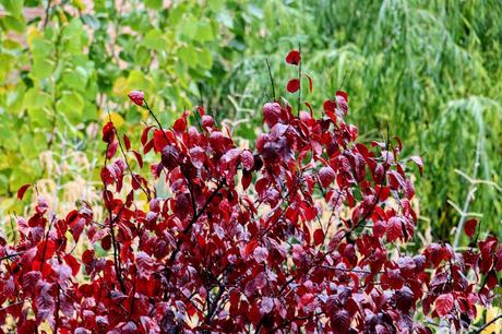 Hojas amarillas, rojas y naranjas en otoño