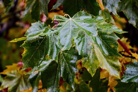 Hojas amarillas, rojas y naranjas en otoño Hojas amarillas, rojas y naranjas en otoño