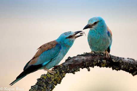 Consejos para mejorar tus fotografías de fauna II