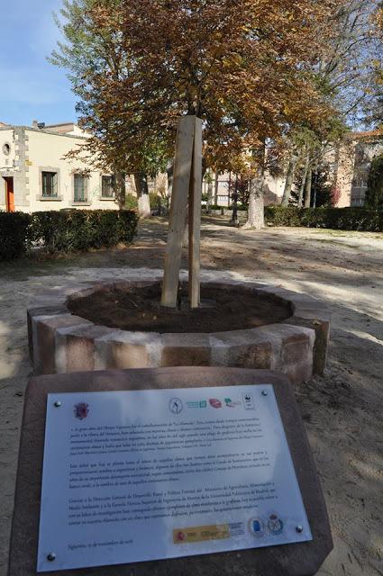 Un Olmo, Mil Historias Un Olmo, Mil Historias