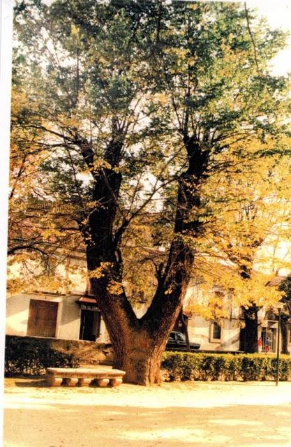 Un Olmo, Mil Historias Un Olmo, Mil Historias