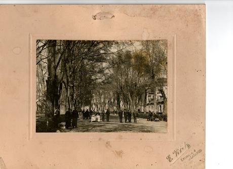 Un Olmo, Mil Historias Un Olmo, Mil Historias