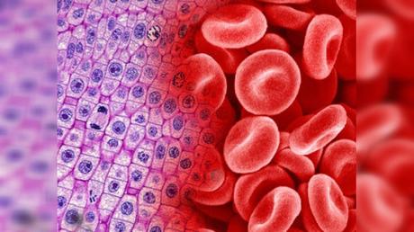 Transforman Células de la Piel a Células Sanguíneas Permanentes