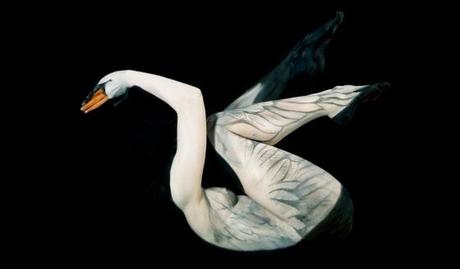 cisne