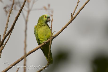 Loro hablador (Turquoise-fronted Parrot) Amazona aestiva