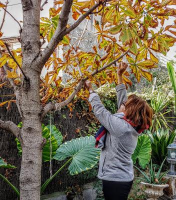 Arreglando el jardín de mis sueños...   Arranging the garden of my dreams