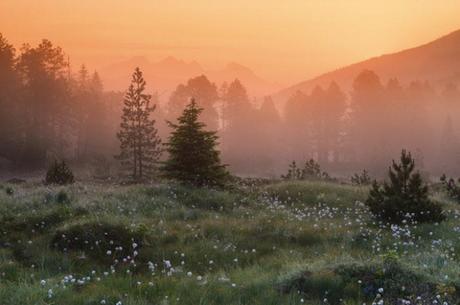 El cambio climático amenaza la salud de los bosques suizos