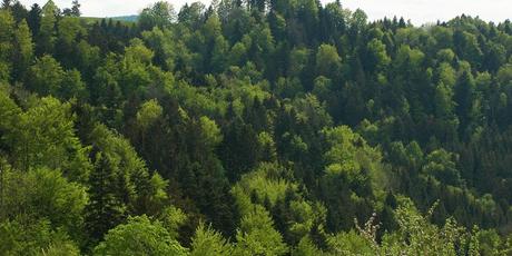 El cambio climático amenaza la salud de los bosques suizos