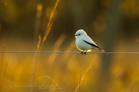 Monjita blanca (White Monjita) Xolmis irupero