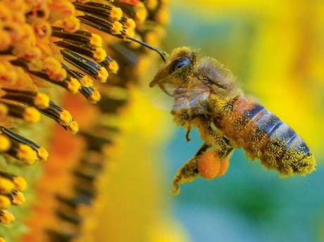 RECOLECTANDO POLEN - COLLECTING POLLEN.