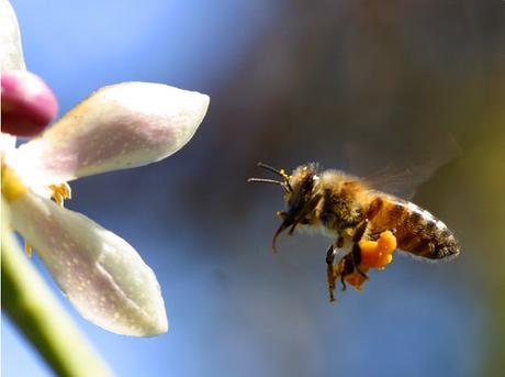 RECOLECTANDO POLEN - COLLECTING POLLEN.