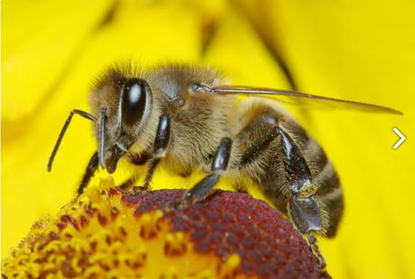 RECOLECTANDO POLEN - COLLECTING POLLEN.