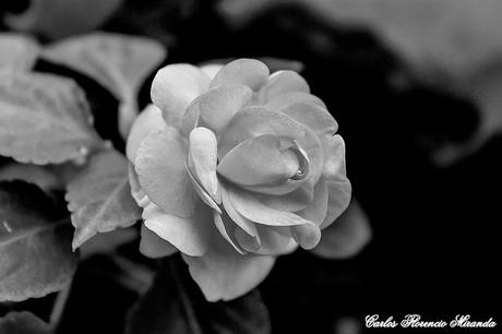 Flor  en Blanco y Negro,pimpollo blanco.