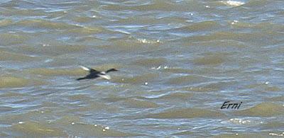 GAVIOTA CANA Y UN OBJETO VOLADOR NO IDENTIFICADO