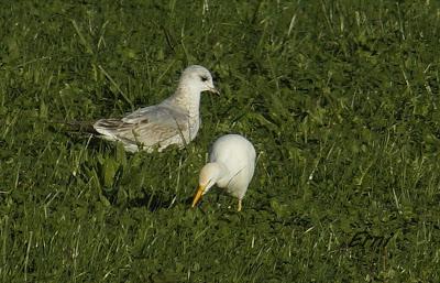 GAVIOTA CANA Y UN OBJETO VOLADOR NO IDENTIFICADO