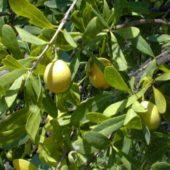 Frutos del quebracho flojo