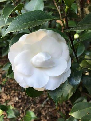 Ruta de la Camelia: El jardín de La Saleta en otoño, del 1 al 30 de noviembre de 2016. Camellia Route: Saleta's Garden in autumn, November, 1-30, 2016.