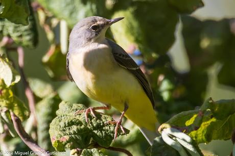 AVES OBSERVADAS EN OCTUBRE -RESUMEN.