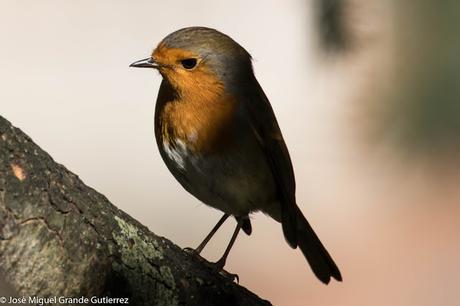 AVES OBSERVADAS EN OCTUBRE -RESUMEN.