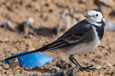 AVES OBSERVADAS EN OCTUBRE -RESUMEN.