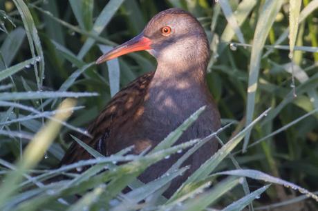 AVES OBSERVADAS EN OCTUBRE -RESUMEN.