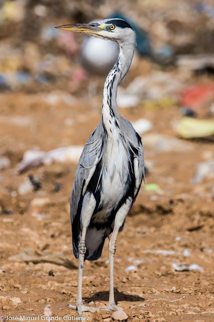 AVES OBSERVADAS EN OCTUBRE -RESUMEN.