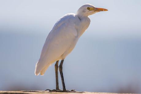 AVES OBSERVADAS EN OCTUBRE -RESUMEN.