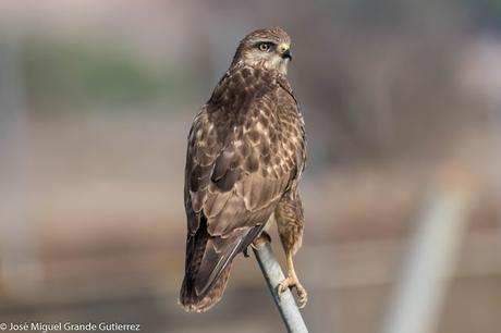 Busardo ratonero-Buteo buteo-Common buzzard