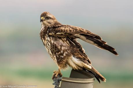 Busardo ratonero-Buteo buteo-Common buzzard