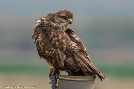 Busardo ratonero-Buteo buteo-Common buzzard