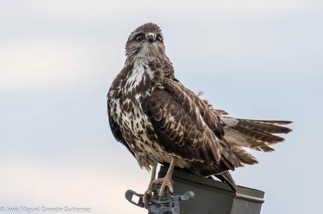 Busardo ratonero-Buteo buteo-Common buzzard