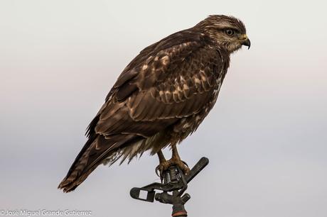 Busardo ratonero-Buteo buteo-Common buzzard