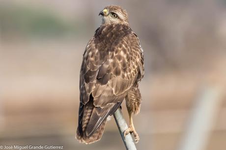 Busardo ratonero-Buteo buteo-Common buzzard