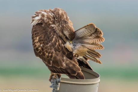 Busardo ratonero-Buteo buteo-Common buzzard