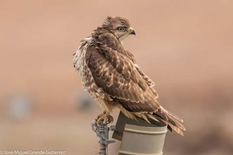 Busardo ratonero-Buteo buteo-Common buzzard