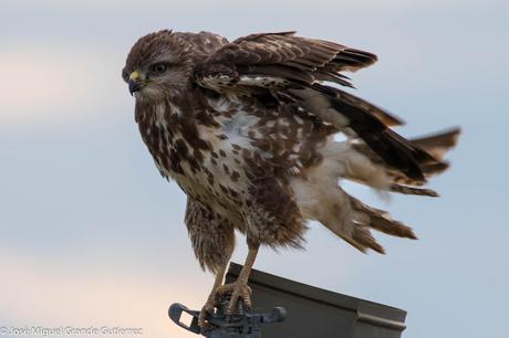 Busardo ratonero-Buteo buteo-Common buzzard