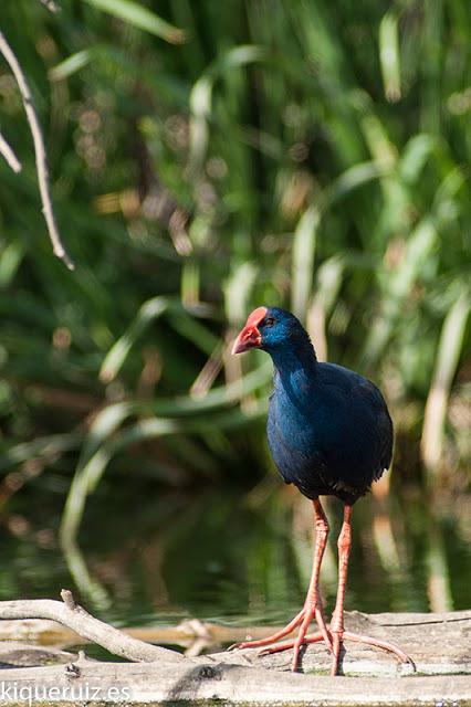 Calamón común el superviviente Calamón común el superviviente