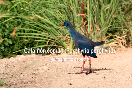 Calamón común el superviviente Calamón común el superviviente