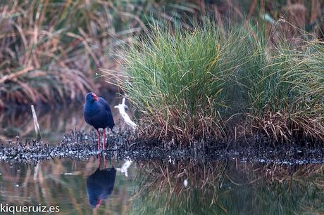 Calamón común el superviviente Calamón común el superviviente