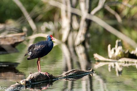 Calamón común el superviviente Calamón común el superviviente