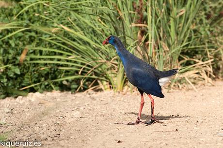 Calamón común el superviviente Calamón común el superviviente