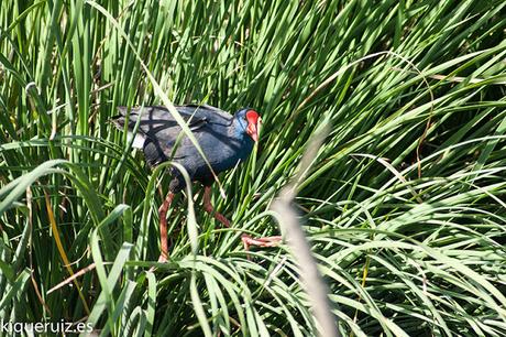 Calamón común el superviviente Calamón común el superviviente