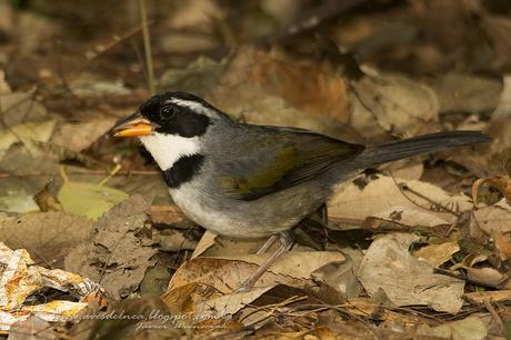 Cerquero de collar (Saffron-billed Sparrow) Arremon flavirostris