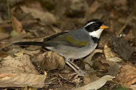 Cerquero de collar (Saffron-billed Sparrow) Arremon flavirostris