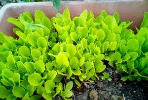 Un huerto pequeño ¿será suficiente para autoabastecerme? 06 huerto pequeño macetas