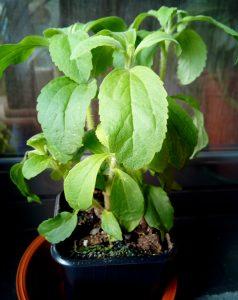 Un huerto pequeño ¿será suficiente para autoabastecerme? 09 huerto pequeño stevia