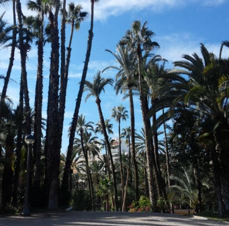 Elche, mucho más que Palmeras palmeral-elche
